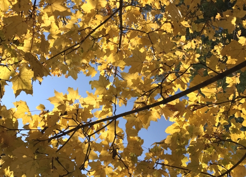 Fall Maple Leaves
