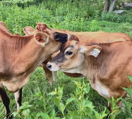 Calves Playin' Around
